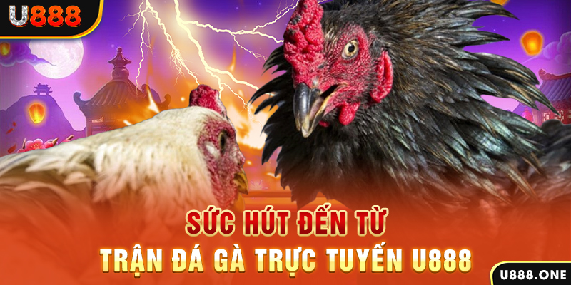 mcv casino hòn gà chọi