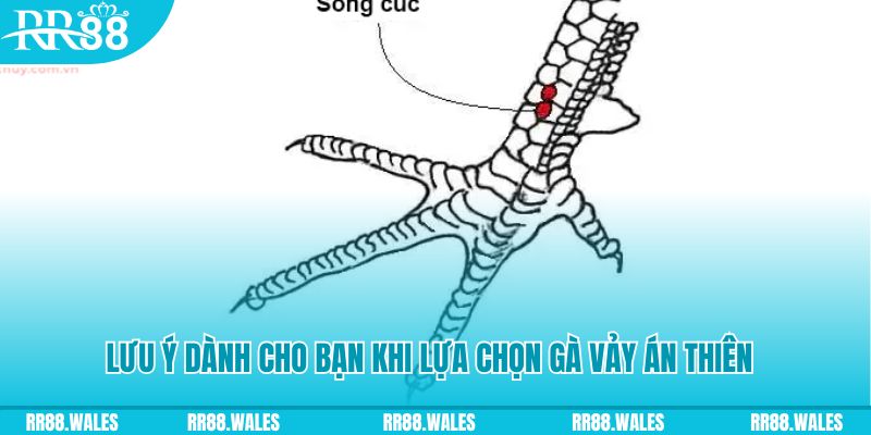 mcv casino how to play roulette at casino