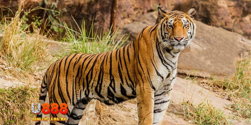 mcv casino ban ca vip online