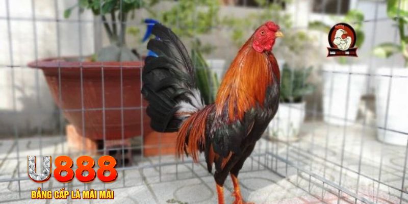 mcv casino tải nổ hũ trên máy tính