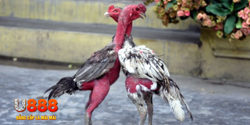 mcv casino bàn cầu điểm số tay trước trong baccarat là gì