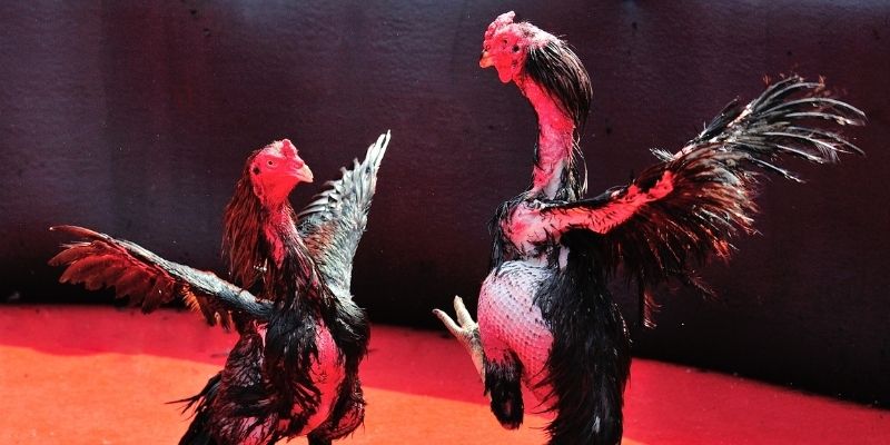 mcv casino Spribe Điện Tử